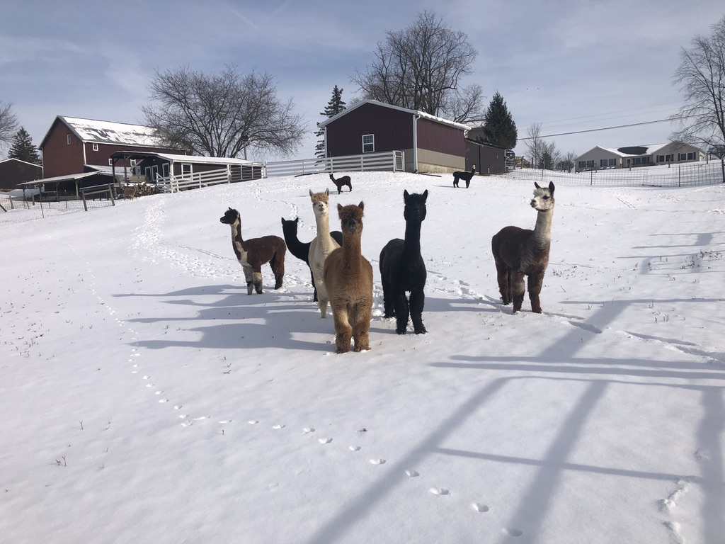 Alpacas in the snow with barn